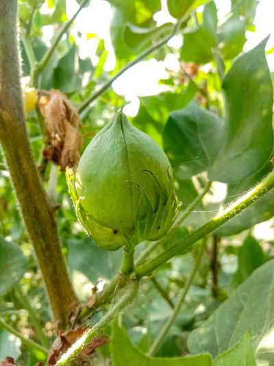 Cotton Falling at Thursday’s Midday